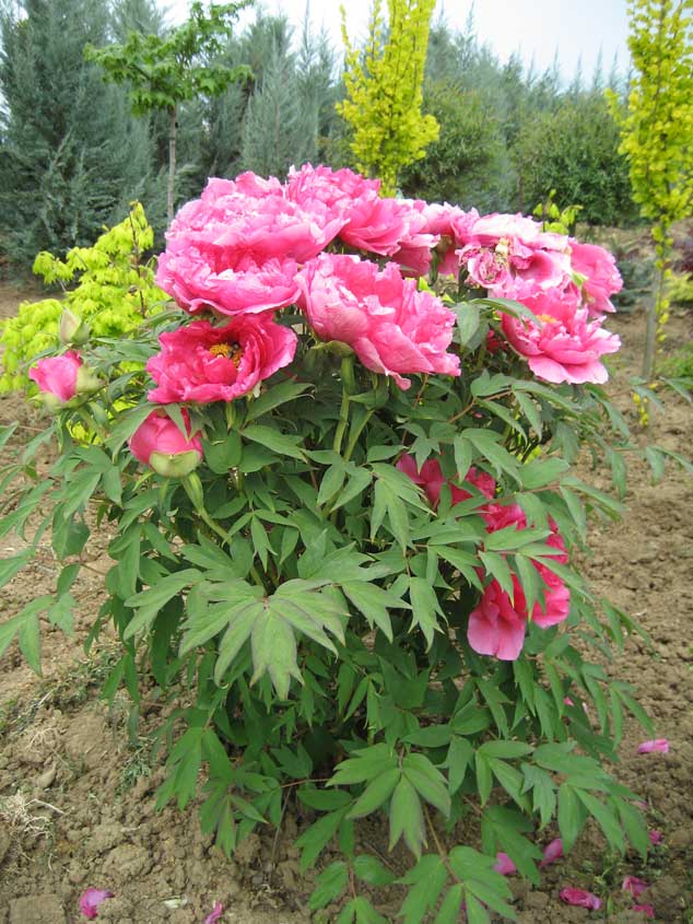 PAEONIA SUFFRUTICOSA DRVENASTI BO UR Rasadnik Manojlovi 