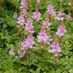 Astilbe sinensis var.Pumila
