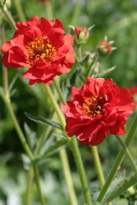 Geum chilosnse Feuerball