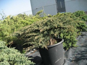 JUNIPERUS   GREEN CARPET