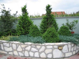 JUNIPERUS HORISONTALIS BLUE CHIP