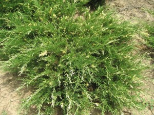JUNIPERUS HORISONTALIS VARIEGATA
