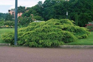 JUNIPERUS MEDIA PFITZERIANA AUREA