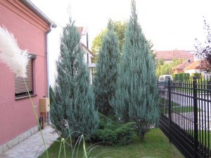 JUNIPERUS SCOPULORUM SKYROCKET