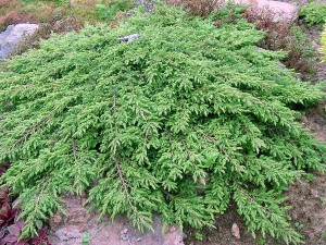 JUNIPERUS COMMUNIS GREEN CARPET