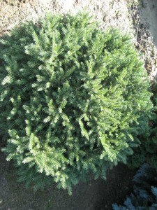 PICEA ABIES NIDIFORMIS
