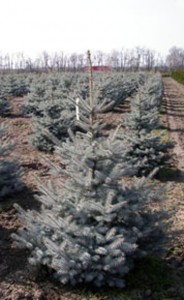 PICEA PUNGENS EDITH