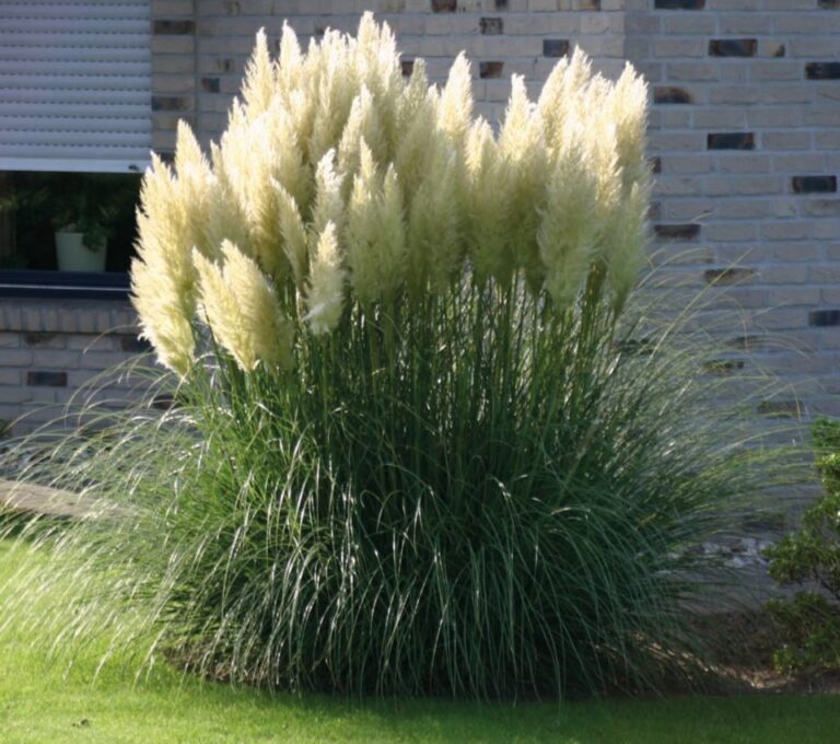 UKRASNE TRAVE - Rasadnik Manojlović